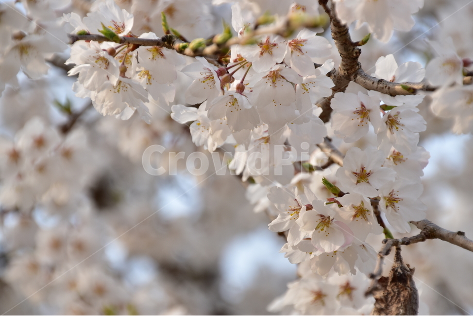 산청,척지,산청읍,봄,벚꽃,봄,계절,spring,season,식물,자연,plants,nature,꽃,flower,plant,blossom