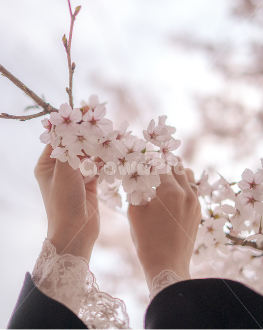 벚꽃,봄,여자손,힐링,감성,핑크,공원,무드,색감,flower,season,expression,sensible,feeling,colorsense,봄,계절,spring,season,감성,sensible,feeling,plant,식물,꽃,blossom
