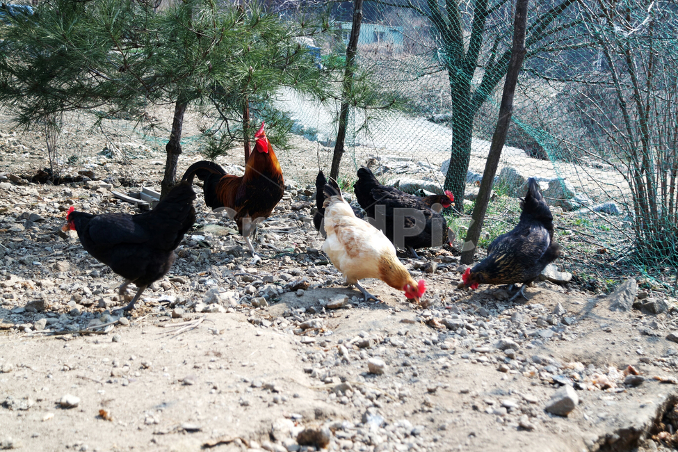 암탉,닭,시골닭,토종닭,숫탉,동물,animal,조류,새,birds,산업,industry,industrial,목축업,목장,livestock farming,ranching,pasture