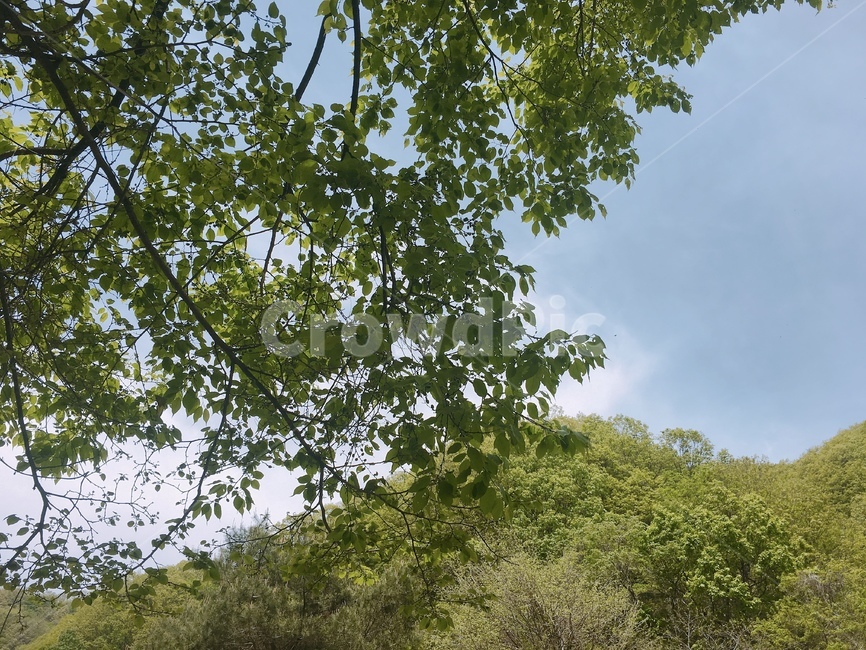 봄,자연,나무,초록,맑음,산,자연,풍경,nature,landscape,tree,plant,식물,tree trunk,나무 줄기