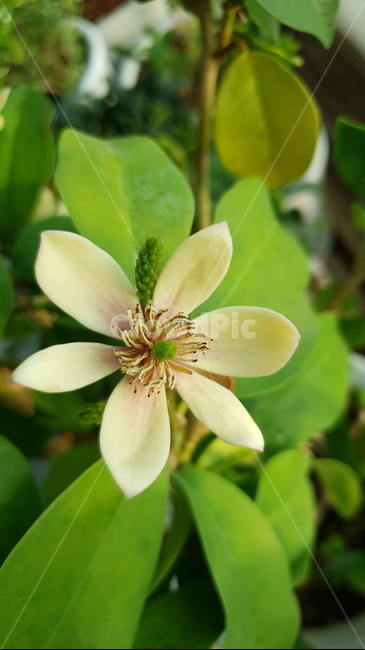 꽃,자연,아름다움,식물,개화,활짝,flower,플라워