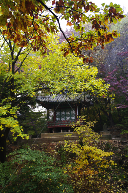 창덕궁후원,승재정,가을,fall,나무,식물,plant,단풍,잎,한국전통,한국문화,korean traditional,korean culture,랜드마크,landmark,tourist attraction,한국랜드마크,한국관광지,한국명소,korea landmark,korea tourist attraction