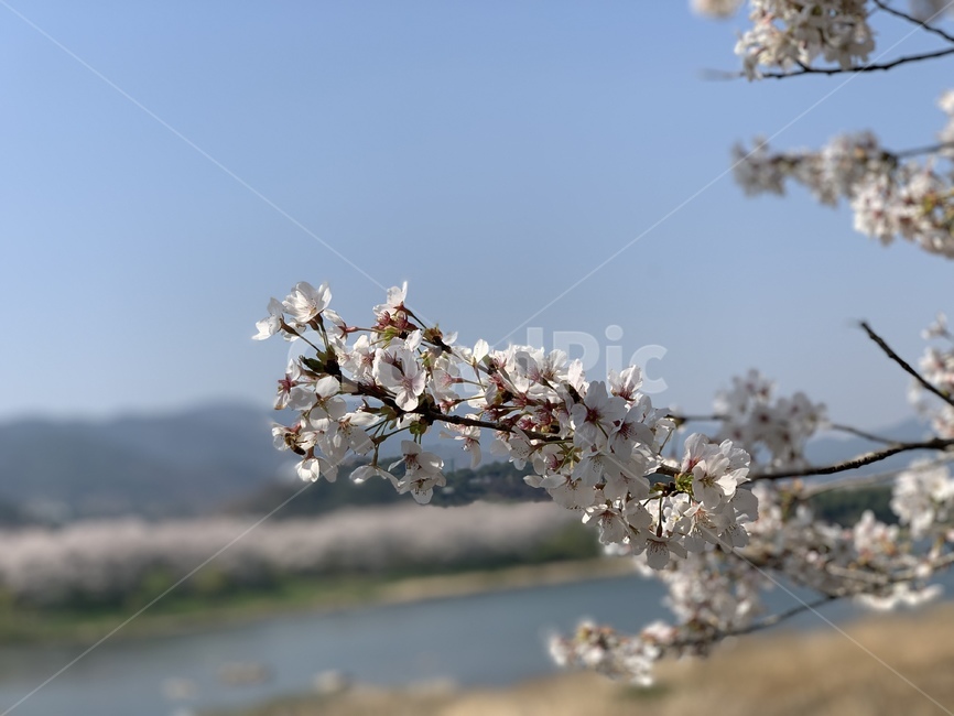 벚꽃,꽃,봄,나무,자연,봄,계절,spring,season,plant,식물,flower,blossom,cherry blossom