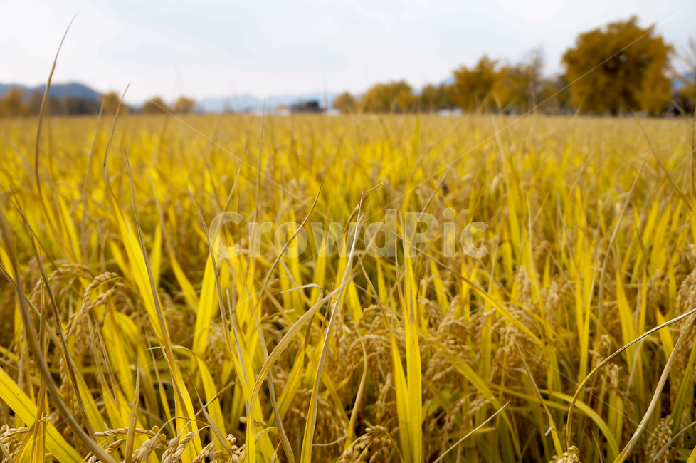 벼,쌀,가을,가을풍경,노랑,노란색,계절,시골,논,들판,riceplant,rice,yellow,field,season,country,fall,autumn,식물,식물,자연,plants,nature,곡류,곡식,cereals,산업,industry,industrial,농업,농사,agriculture,farming,farming industry