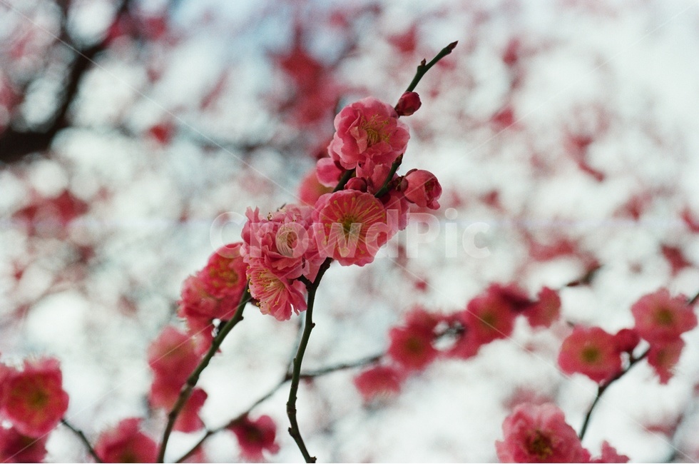 봄,홍매화,매화,꽃,유엔공원,유엔공원홍매화,봄,계절,spring,season,식물,자연,plants,nature,꽃,flower,plant,blossom
