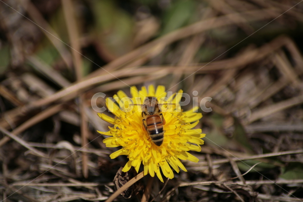 민들레,야생화,들꽃,허니,꿀벌,벌,honey,식물,자연,plants,nature,꽃,flower,동물,animal,곤충,벌레,insect,bug