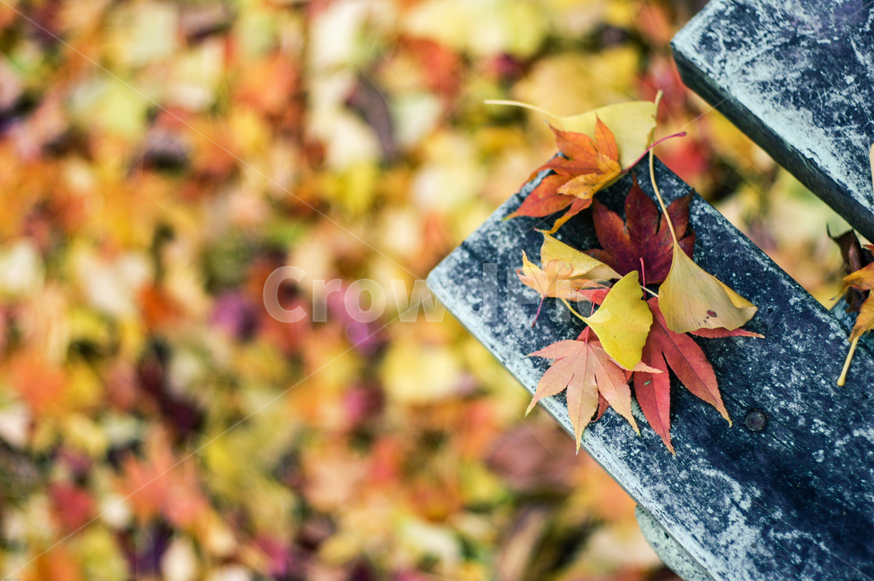 단풍,가을,낙엽,벤치,가을기분,늦가을,만추,단풍잎,길거리,plant,autumn,leaf,autumnleaves,street,sensitive,가을,계절,fall,autumn,season,식물,자연,plants,nature,잎