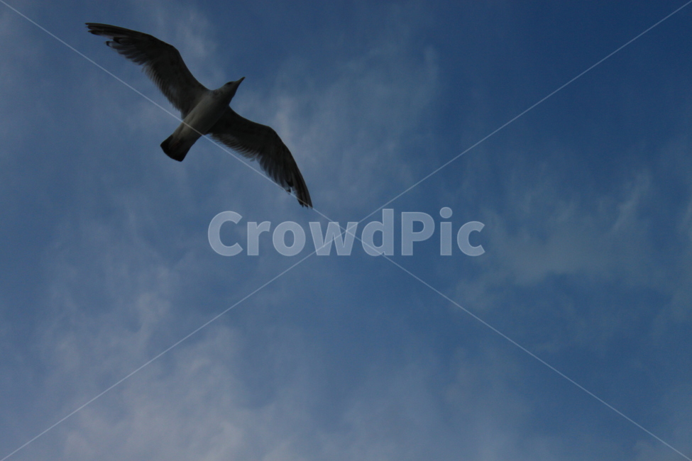 갈매기,하늘,바닷가,바다,푸른,푸르른,비행,날다,날개,꿈,바람,seagull,gull,구름,흰구름