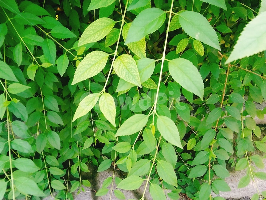 나뭇잎,풀잎,자연,풀,nature,식물,잎