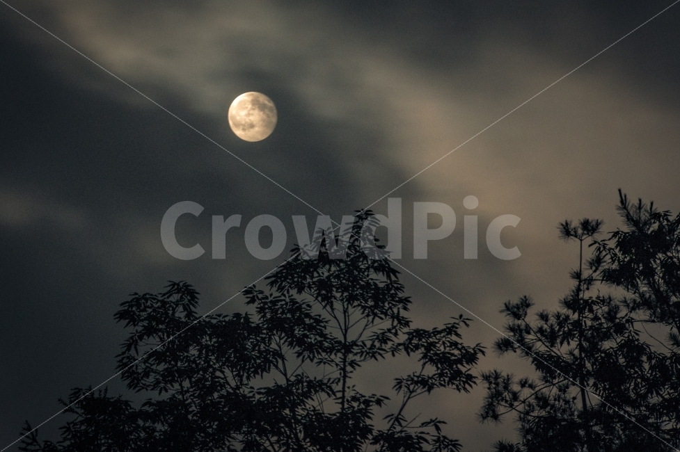 밤하늘,달,보름달,구름,나무,신비함,분위기,자연,풍경,nature,landscape,야경,밤,nightscape,night,outdoors,옥외