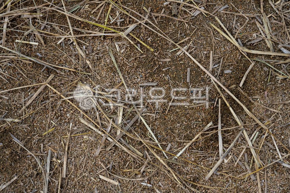 볏짚,볏단,짚,지푸라기,마른,갈색,재질,질감,nature,straw,자연,야외