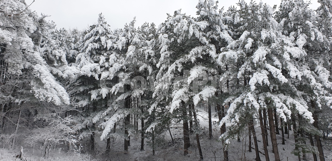눈꽃,겨울,자연,솔나무,겨울숲,겨울,계절,winter,season