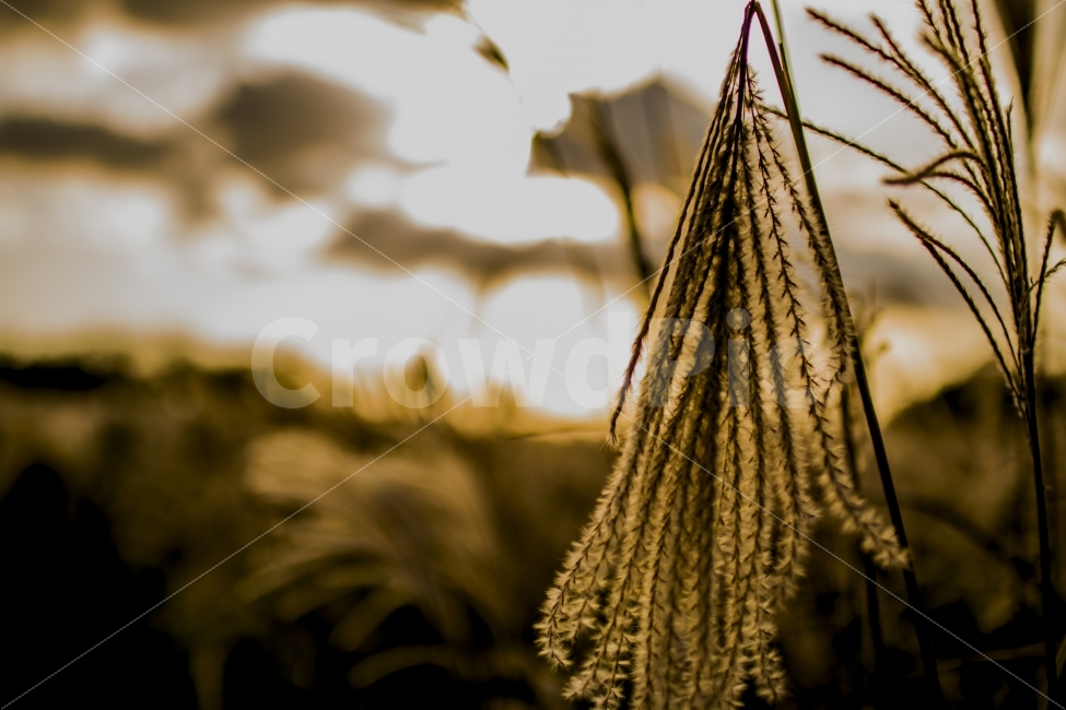 하늘공원,꺽인갈대,갈대,갈대밭,억새,억새축제,가을,계절,fall,autumn,season,식물,자연,plants,nature,감성,sensible,feeling,plant