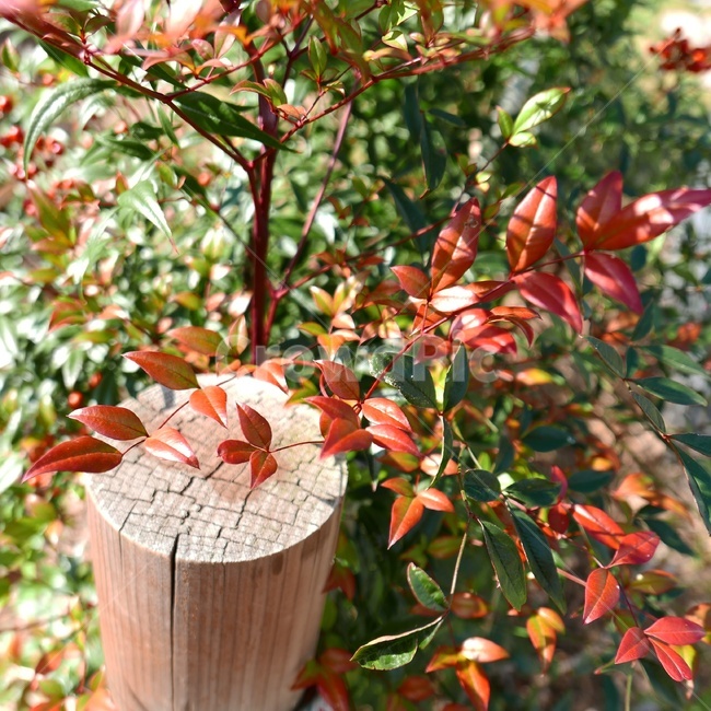 나무,풍경,자연,자연사진,휴식,힐링,가을,계절,fall,autumn,season,식물,자연,plants,nature,휴식,힐링,rest,relaxation,healing,leaf,잎,plant,tree