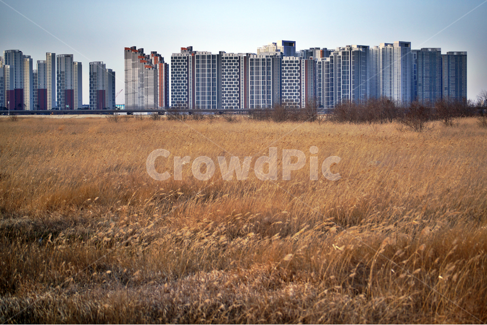 송도신도시,신도시,아파트,건설,개활지,갈대,억쇠,송도,인천