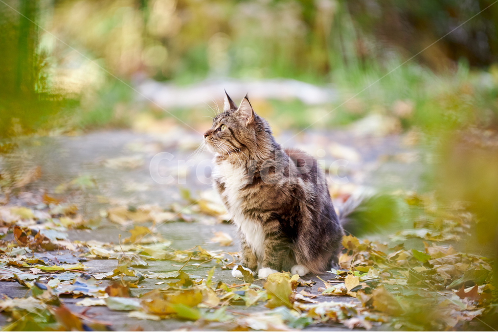 animal,동물,cat,고양이,pet,애완동물,mammal,포유류,가을,반려동물,반려묘,감성사진,단풍,낙엽,길냥이,길고양이,산책냥,산책냥이,동물,animal,포유류,mammal,고양이,cat,kitten,kitty