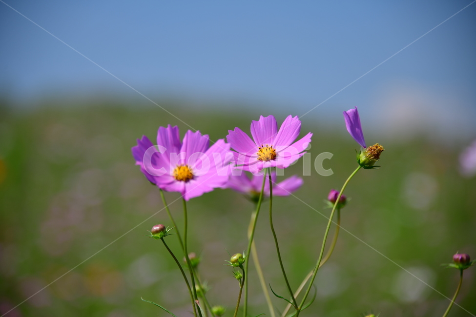 코스모스,꽃,가을,식물,자연,plant,flower,식물,자연,plants,nature,꽃,flower