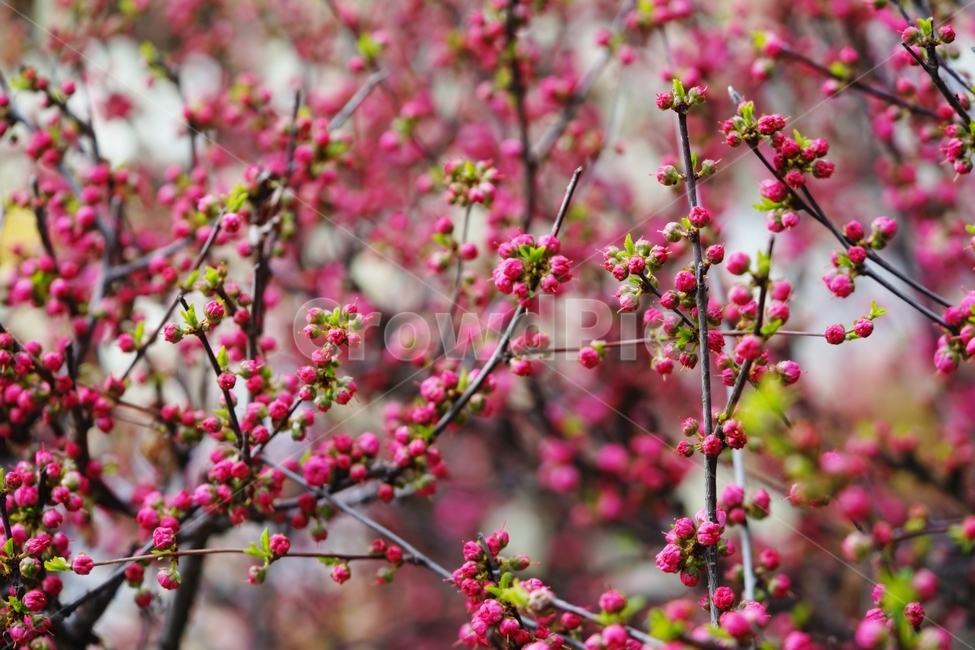 홍매화,매화,장미과,봄꽃,식물,봄,계절,spring,season,자연,풍경,nature,landscape,식물,plants,꽃,flower,plant