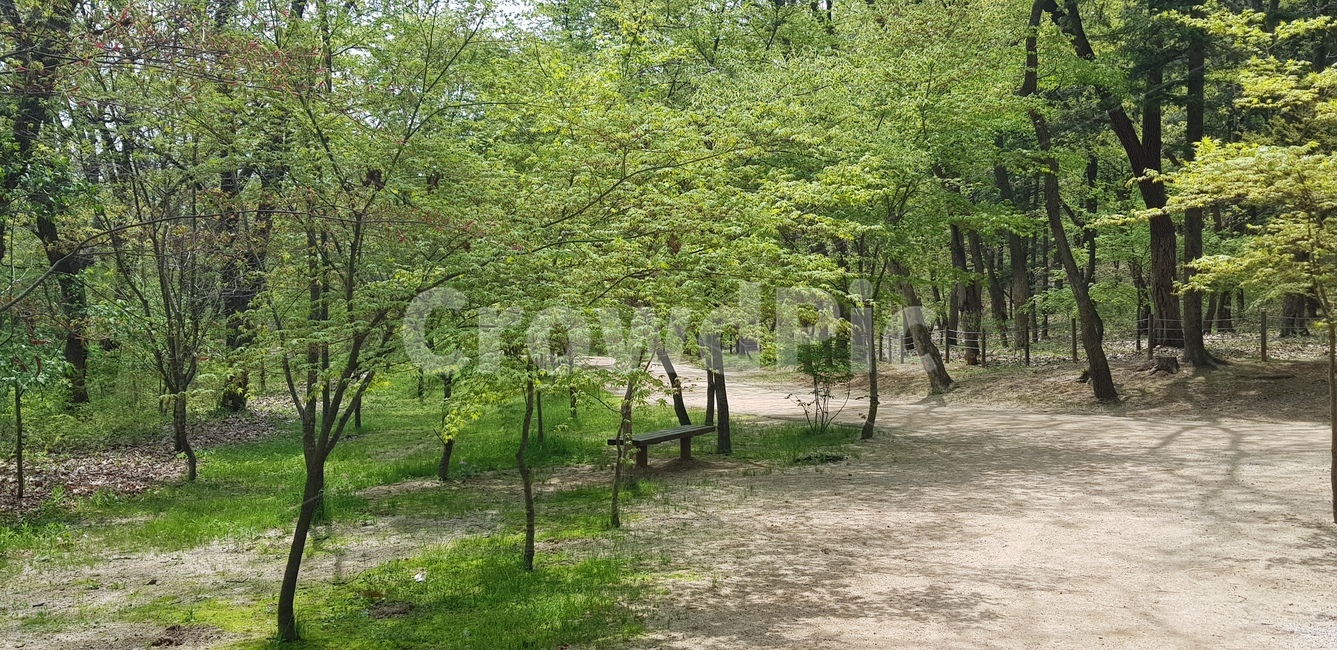 나무,산,산책,벤치,봄,식물,길,풀,공원