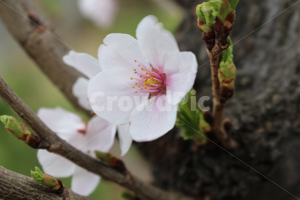 벚꽃,cherryblossoms,봄,spring,식물