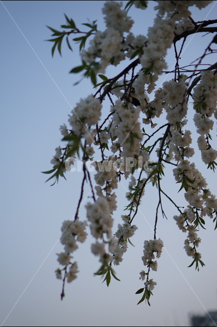백매화,흰색,봄,하늘,저녁,흐림,봄,계절,spring,season,식물,자연,plants,nature,꽃,flower,plant,blossom
