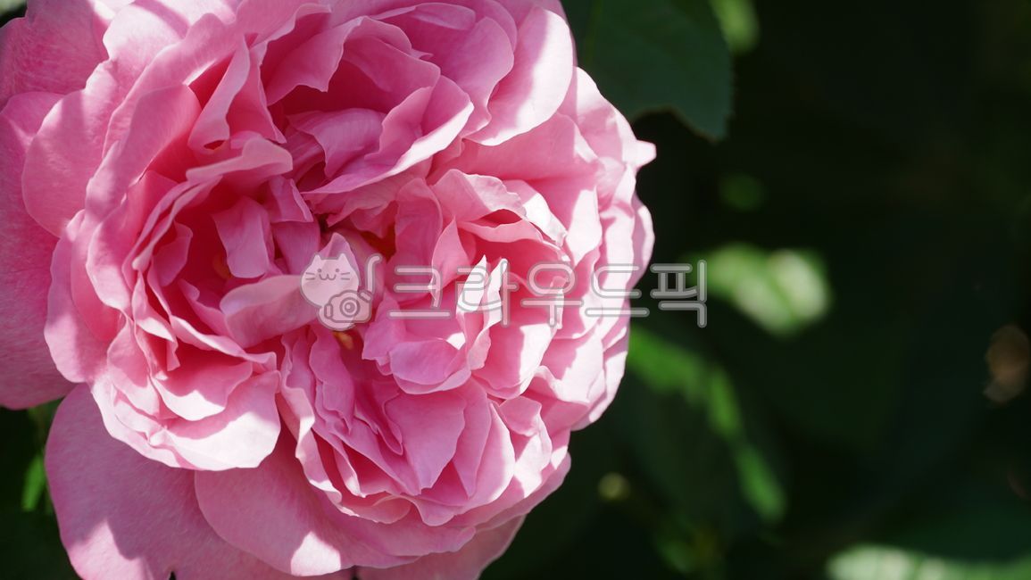 장미,공원,장미축제,핑크색,나들이,여름,나무,꽃,자연,식물,plant,rose,pink,flowers,blossom,leaf,picnic,분홍색,초록색,petal,tree,leaves