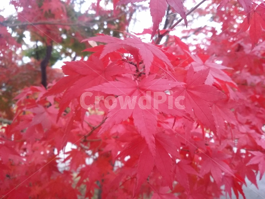 leaf,잎,plant,식물,tree,나무,maple,단풍,가을,계절,fall,autumn,season,식물,자연,plants,nature
