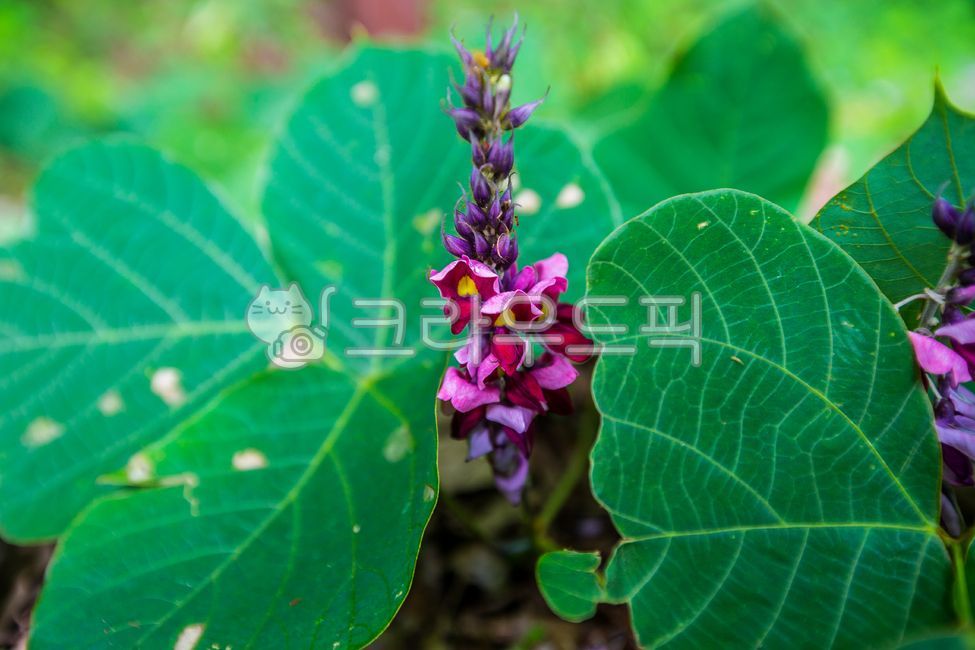 flower,꽃,칡꽃,칡덩굴,야생화,꽃잎,purple