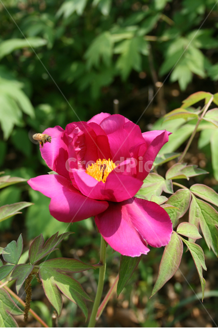 식물,flower,꽃,모란,붉은꽃,벌,식물,자연,plants,nature,꽃,flower,동물,animal,곤충,벌레,insect,bug