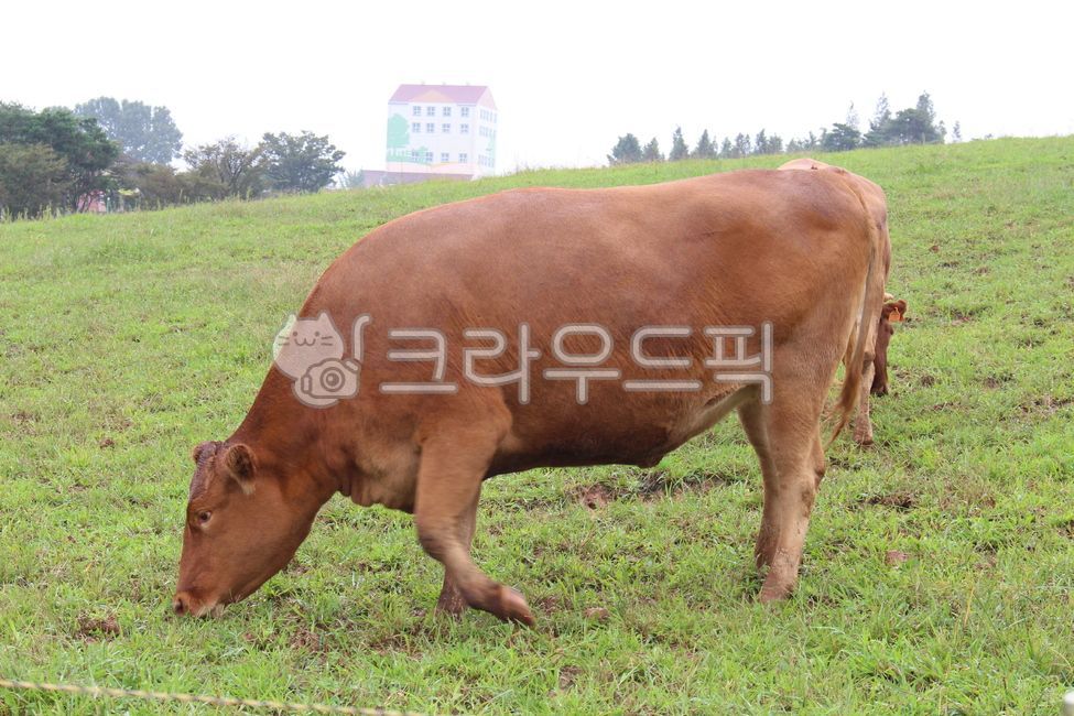 cow, 소, cattle, 가축, animal, 사진,이미지,일러스트,캘리그라피 - 곰믕작가