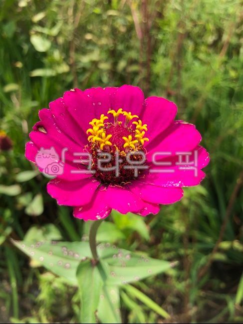 백일홍,가을꽃,여름꽃,야생화,꽃,들꽃,flower,crapemyrtle,행복,하얀꽃,고백,plant,식물,국화