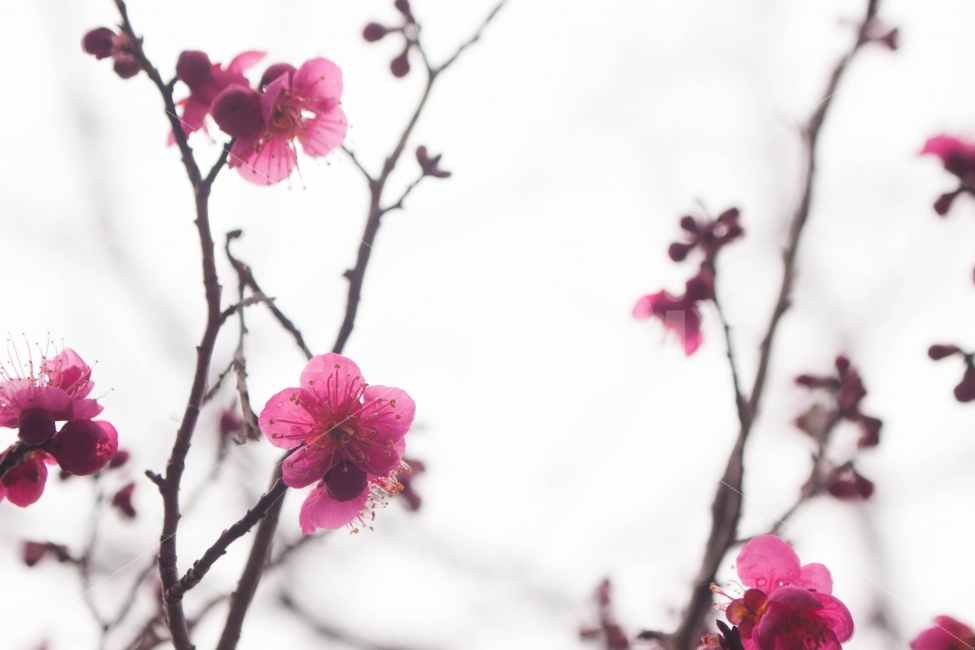 봄,자연,풍경,풍경사진,꽃,꽃사진,매화,매화사진,접사,spring,flower,나무,tree,flowers,nature,landscape,식물,자연,plants,nature,봄,계절,spring,season,꽃,flower,plant,blossom,cherry blossom,벚꽃
