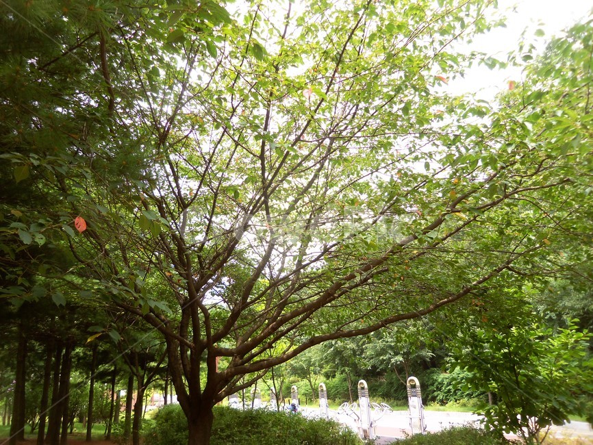 여름공원,공원풍경,공원,나무,숲,자연,풍경,nature,landscape,tree,plant,식물,tree trunk,나무 줄기