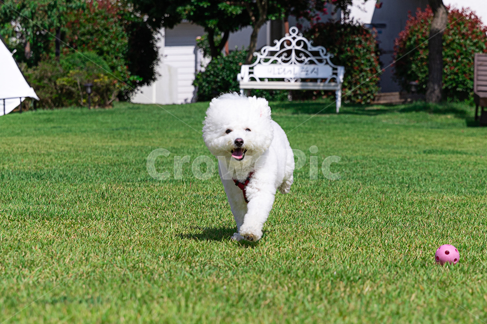 강아지,비숑,댕댕이,반려견,야외,동물,animal,포유류,mammal,개,강아지,dog,doggy