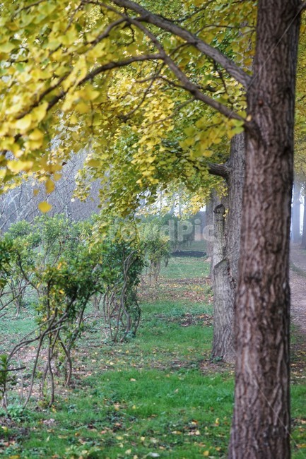 가을,은행나무,자연,나무,식물,안개,단풍,풍경,자연풍경,nature,fall,autumn,trees,green,yellow,낙엽,가을,계절,fall,autumn,season,tree,plant,tree trunk,나무 줄기