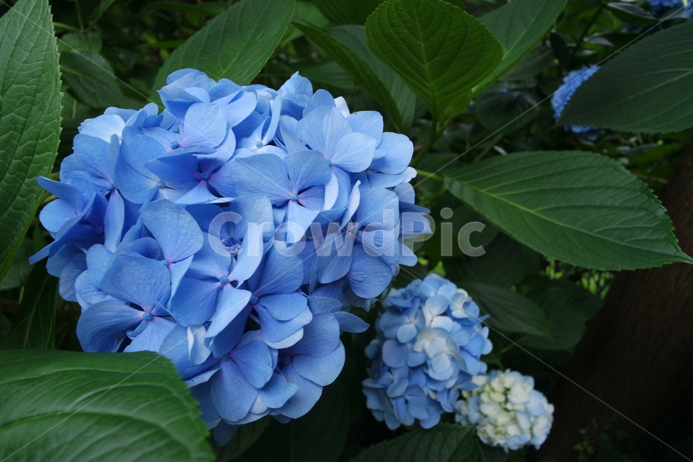 수국,파란꽃,꽃,수국축제,제주,jeju,flower,flowerfestival,hydrangea