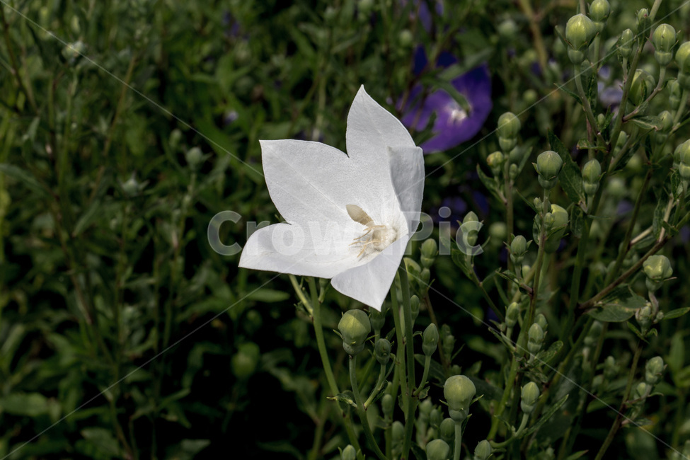 백도라지,도라지꽃,식물,꽃,양용식물,식물,자연,plants,nature,꽃,flower