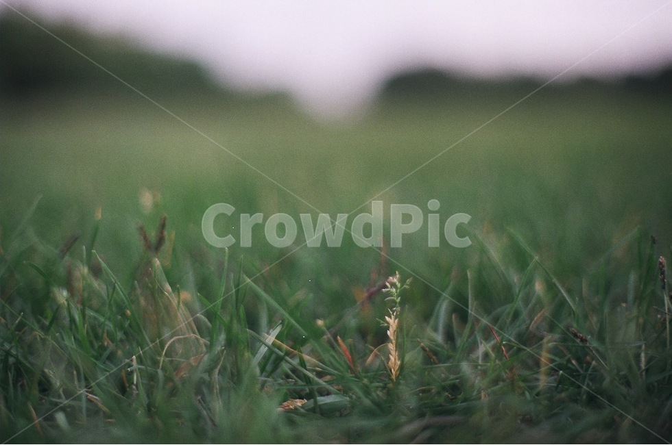 잔디,공원,식물,바닥,풀,식물,자연,plants,nature,감성,sensible,feeling