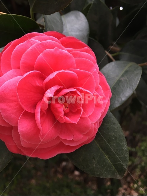 꽃,식물,꽃잎,만개,flower,화단,정원,자연