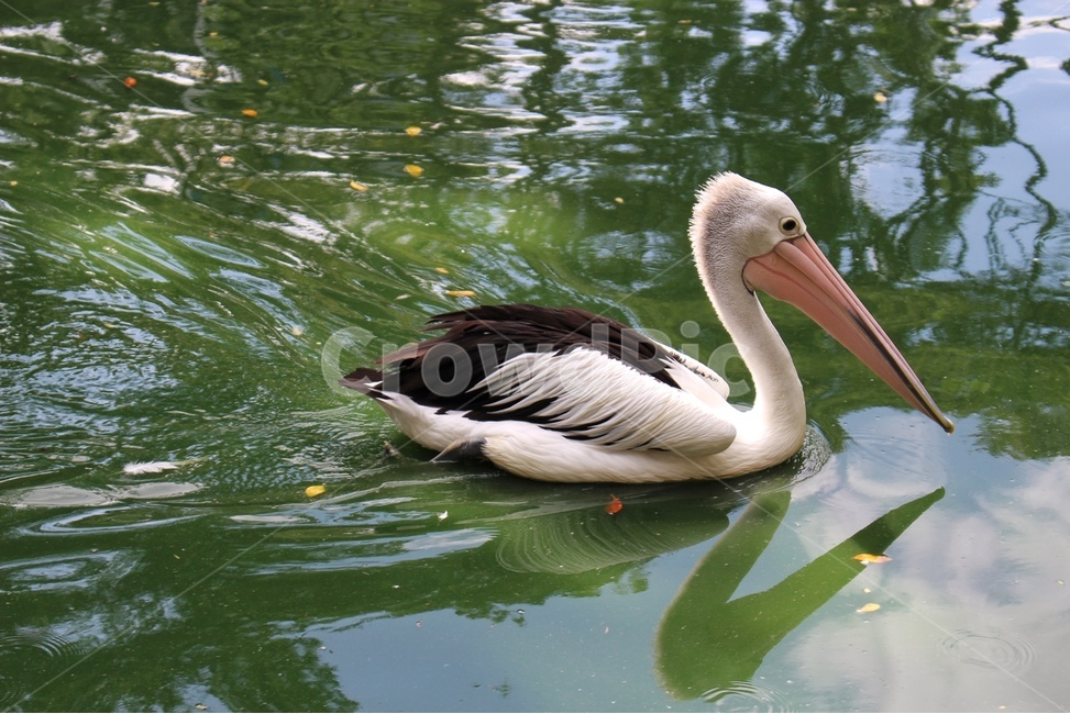 동물,bird,새,pond,reflect,투영,조류