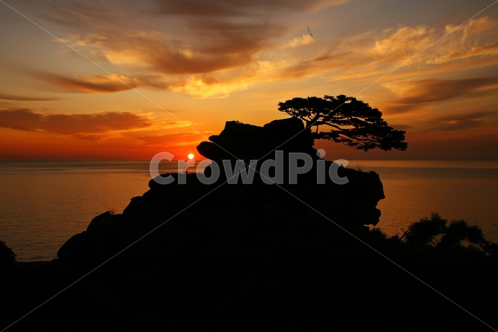 nature,자연,outdoors,옥외,sky,하늘,redsky,붉은하늘,dawn,새벽,light,빛,flare,플레어,동해,하조대,일출,하조대일출,여명,해돋이,소나무