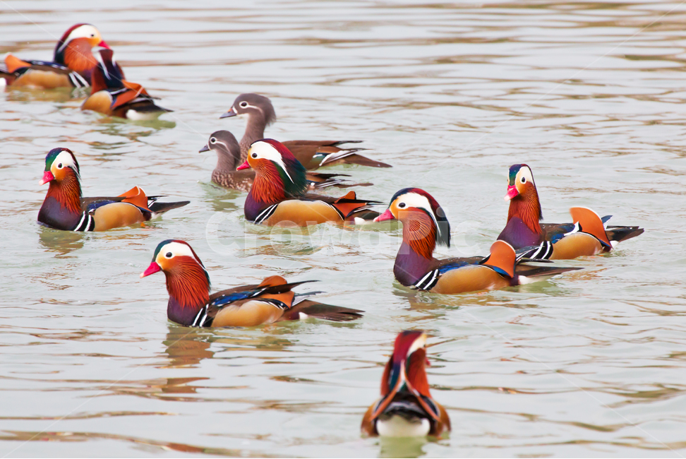 자연,동물,새,원앙,원앙새,야생,야생동물,연못,호수,저수지,겨울,텃새,bird,animal,water,outdoors,옥외,풍경,duck,waterfowl,물새,오리,물오리,비상,동물,animal,조류,새,birds