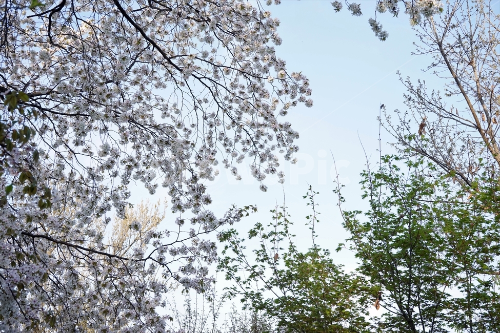 벚꽃,봄,벚나무,자연,하늘,꽃,cherrytree,blossom,spring,봄계절,감성,봄벚꽃,봄,계절,spring,season,자연,풍경,nature,landscape,tree,나무,plant,식물
