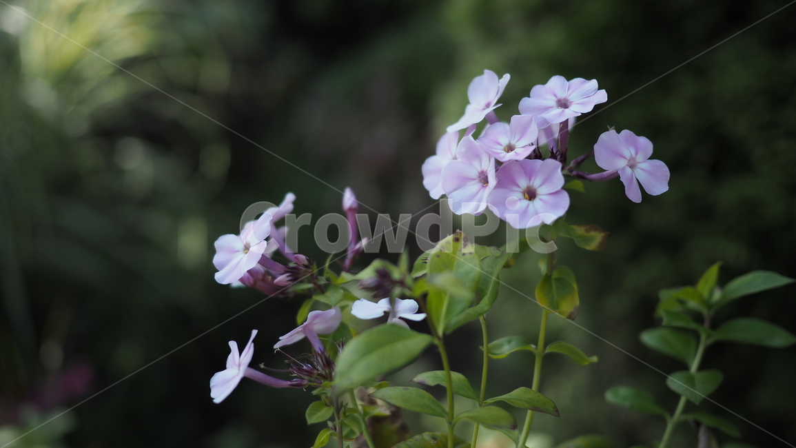 야생화,꽃,식물,wildflower,flower,plant,blossom,들꽃,식물,자연,plants,nature,꽃,flower