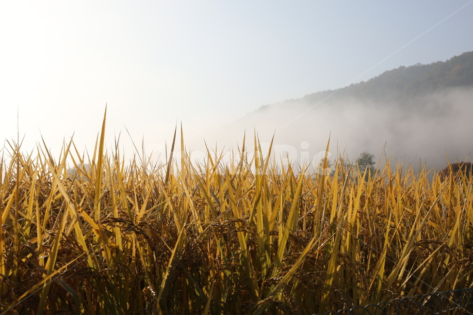 안개,벼,쌀,새벽풍경,이슬,자연,풍경,nature,landscape,plant,식물