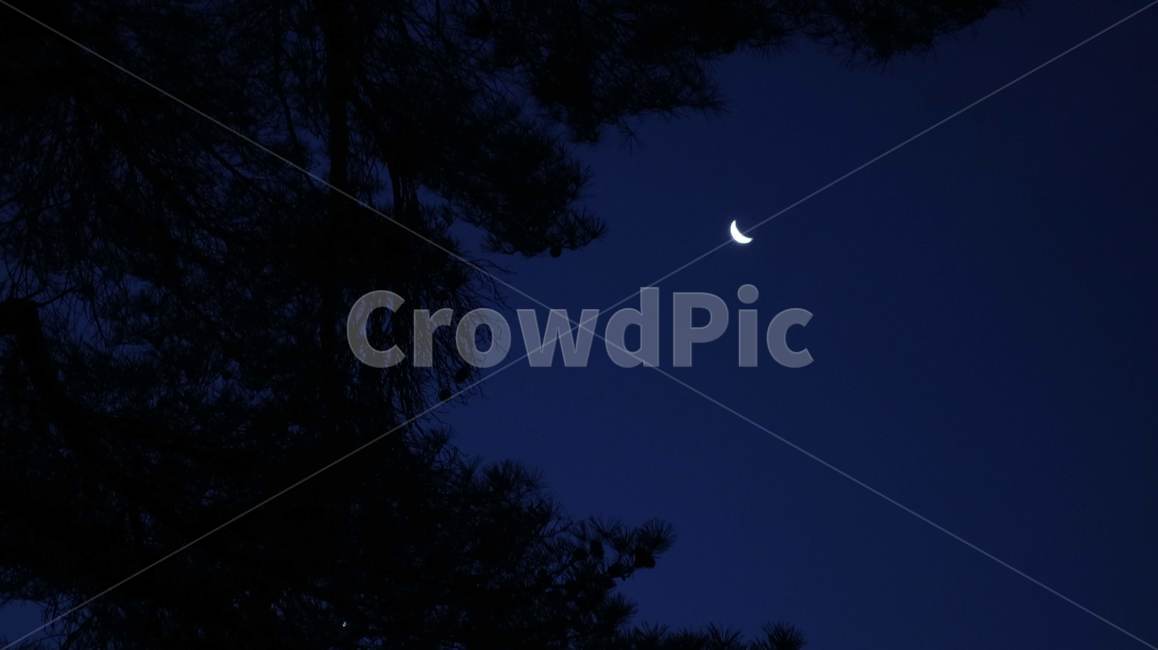 밤,달,나무,그림자,하늘,야경,남색,검정색,야경,밤,풍경,nightscape,night,landscape,nature,자연,outdoors,옥외,outer space,대기권 밖,universe,우주,astronomy,천문학