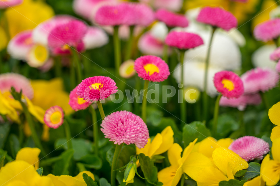 데이지,봄,꽃,자연,식물,근접,식물,자연,plants,nature,꽃,flower