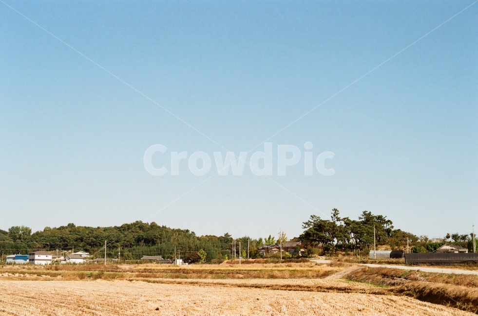 필름,필름사진,풍경,경치,꽃,landscape,flower,감성,감성사진,느낌,시골,마을,풍경,landscape,country,rural,town