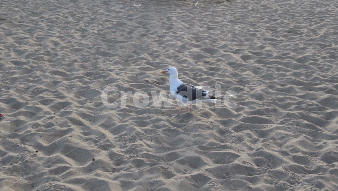 해변,갈매기,seagull,모래사장,외로움
