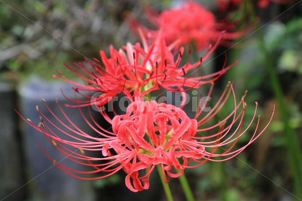 상사화,꽃무릇,식물,꽃,이룰수없는사랑,식물,자연,plants,nature,꽃,flower